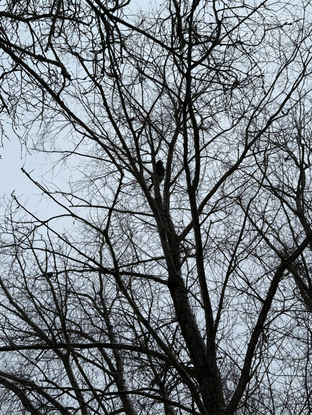 За кафе Зира на дереве с утра сидит кошечка, звонили в с...