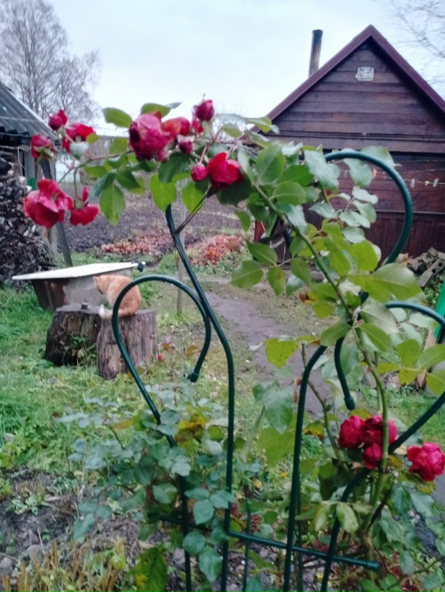 Последний день октября. То, что не цветёт, зеленеет.