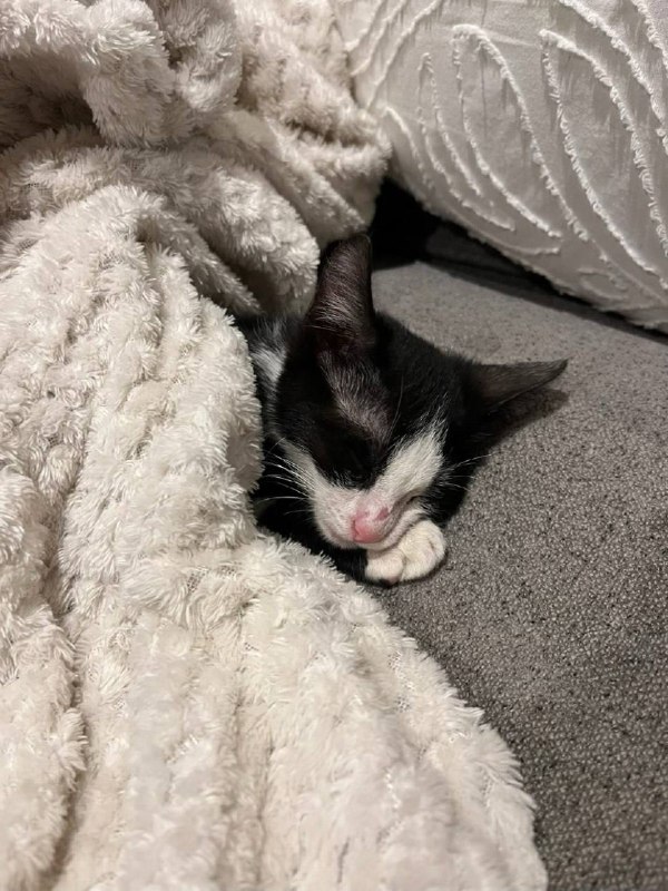 Слатких снов :3