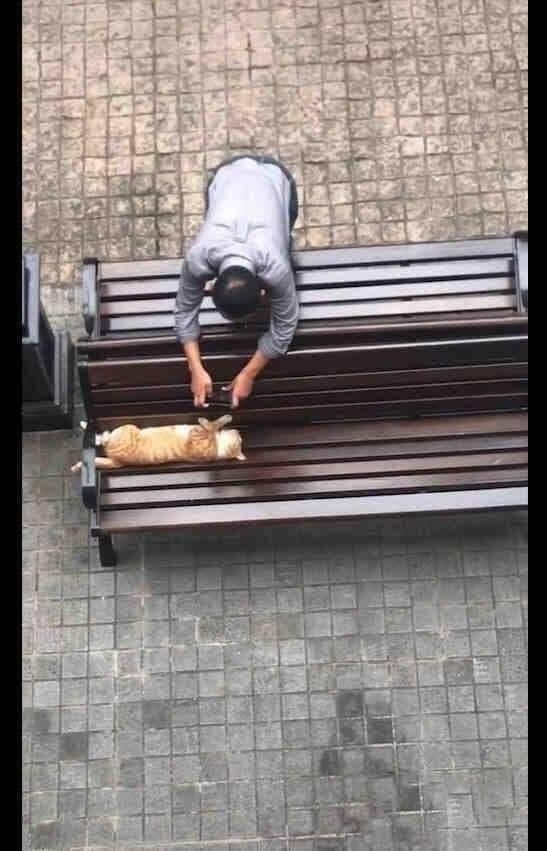 Когда не можешь пройти мимо котика)