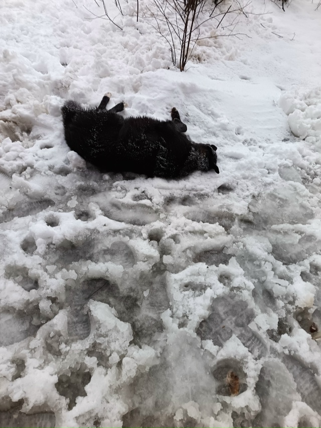 Скажите пожалуйста, собаку забрали и как она?