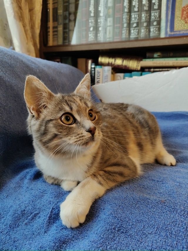 Помогаю информационно. На участке у пожилой женщины по...