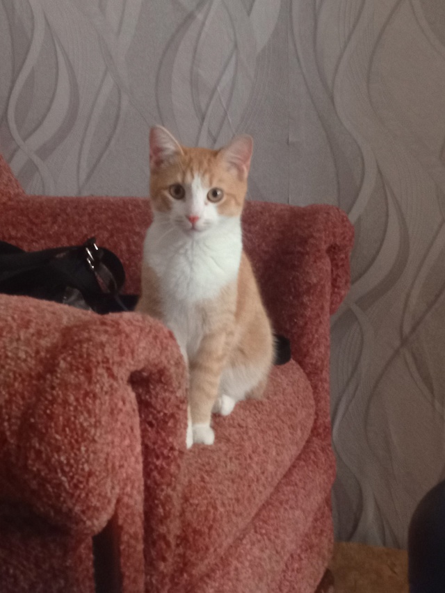 Здравствуйте!
Пропал кот, кличка Мелкий, ему семь мес...