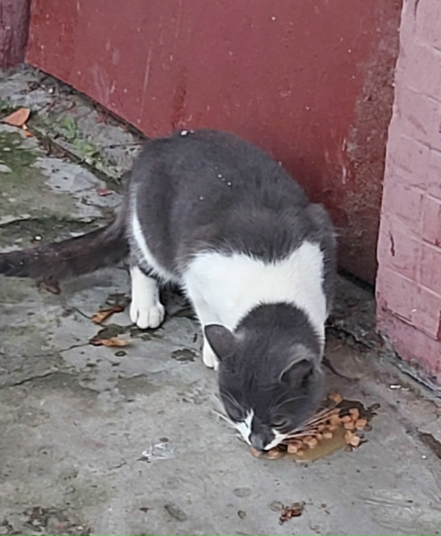 Добрый день!.На вид чистенький и ухоженный.Может кто- т?...