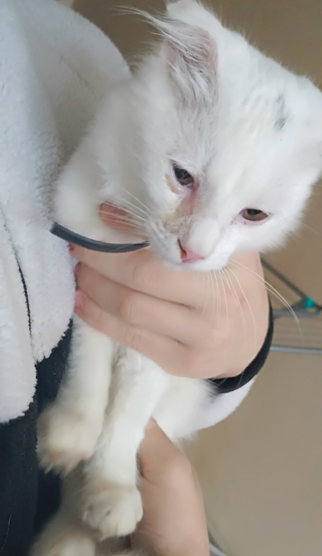 Миленький котик, чья потеряшка по ул. Ленина 18 А. Сразу ?...