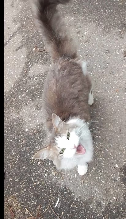 Серый ошейник, кот/кошка, выглядит так словно убежал у ?...