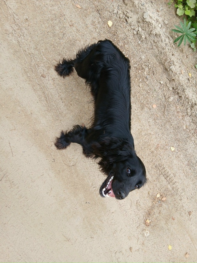 Одам спаниель в добрые девочка ей год пишите в лс 8904220604...