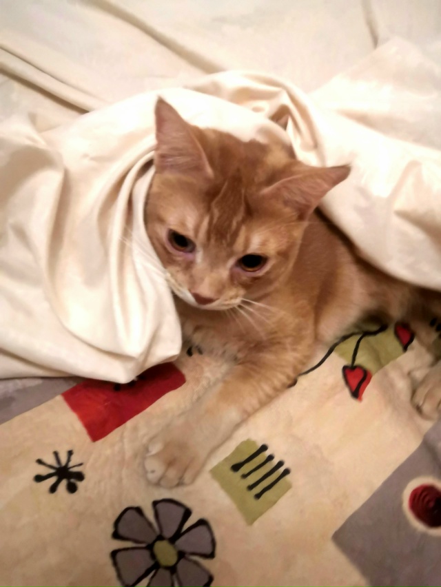 Пропал не в меру коммуникабельный кот. Мог увязаться з?...