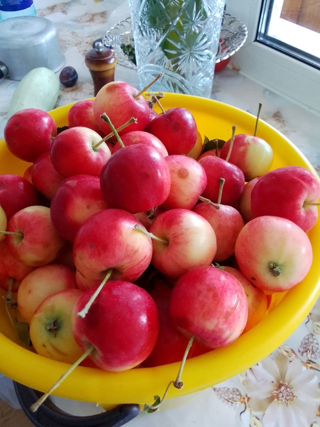 🍅 1000+ жителей города в чате Фермеры Садоводы Салавата....