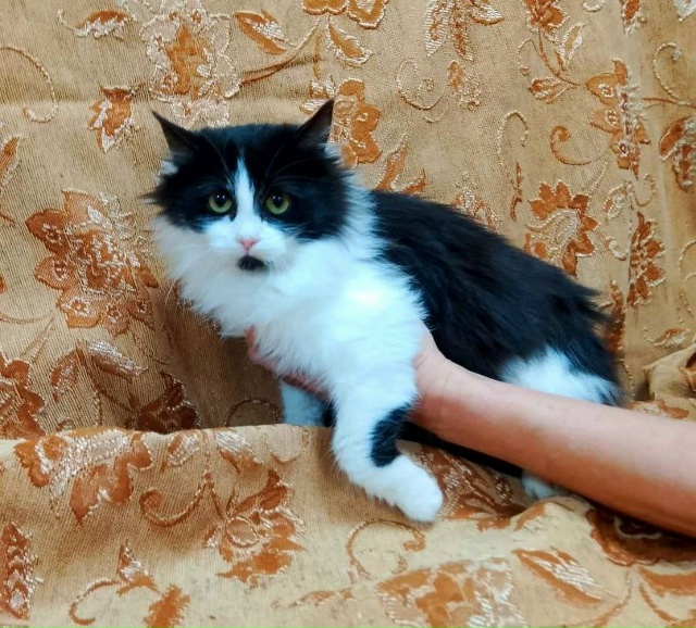 Коты и кошечки ищут дом
Кошки стерилизованы
Обращатьс?...