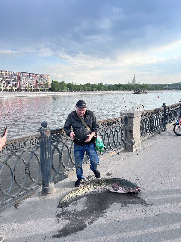 😳 Гигантского сома весом 25 кг выловили в Москва-реке
Увидел, как стоит толпа человек из шести. Ока