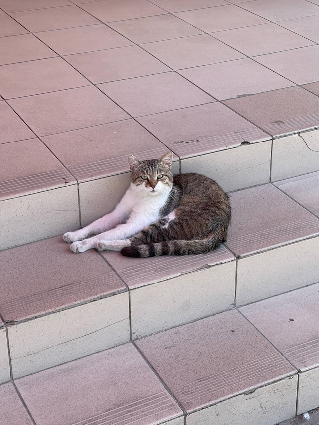 Анапские коты 3
