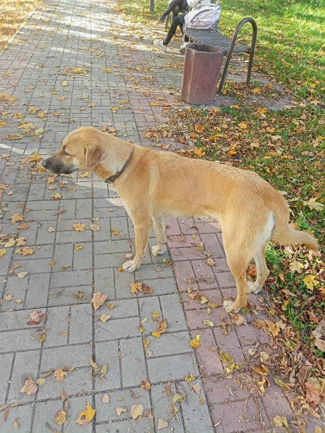 Возле Мфц, целый день находится собака. Ни куда не уход?...
