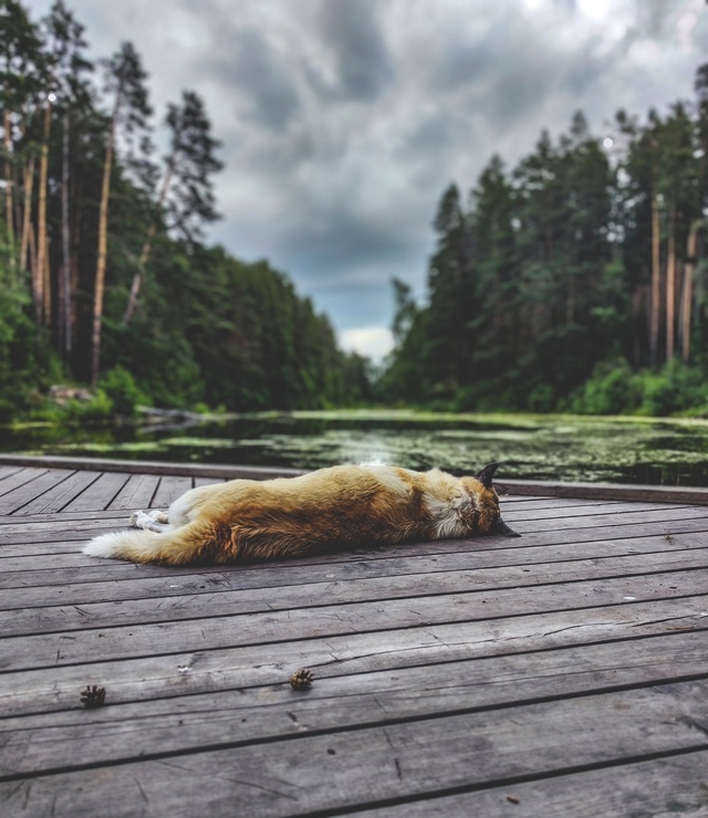 Всем спокойной ночи 😴