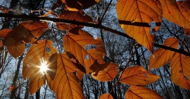 🌡 Ноябрь в Самарской области будет теплым.
По данным ...