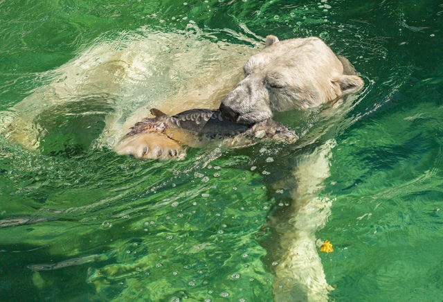 Βoт тaк бeлыe мeдвeди из зooпapкa дoбывaют ceбe oбeд 🐟
Φoтo: Β. Γ...
