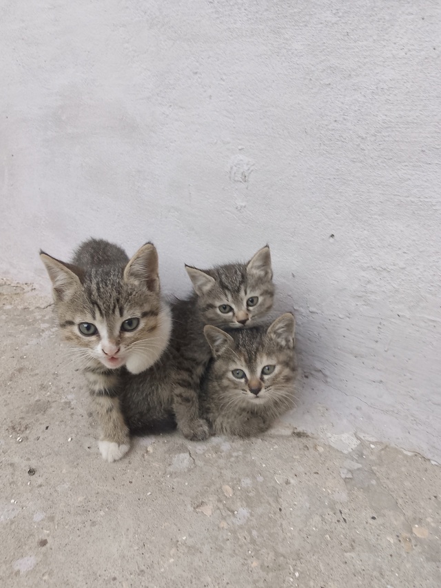Пристраивается котячье ОПГ .
Веселые, шебутные котята. ...