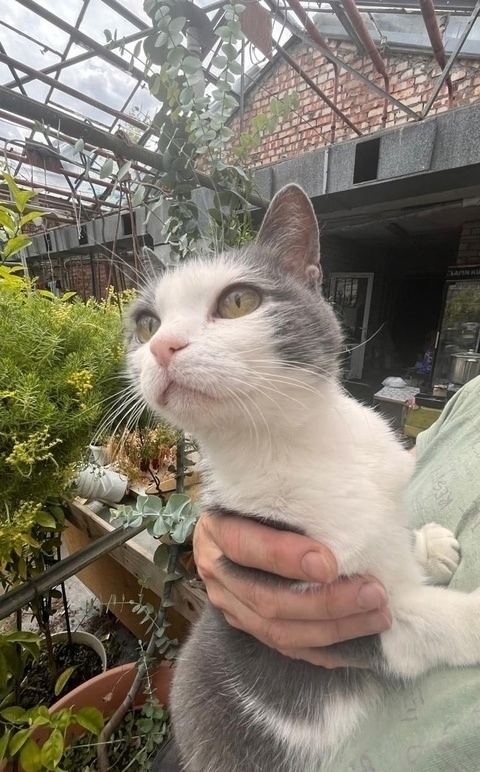 Это не просто кошка - это живая энергия с достоинствами...