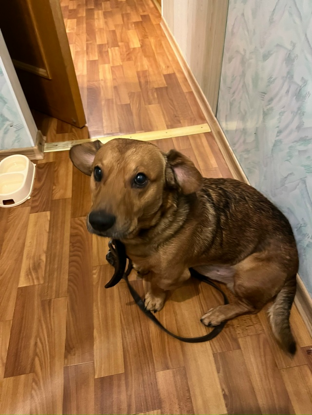 Потерялась собачка, с ошейником и поводком, прошу кого ...