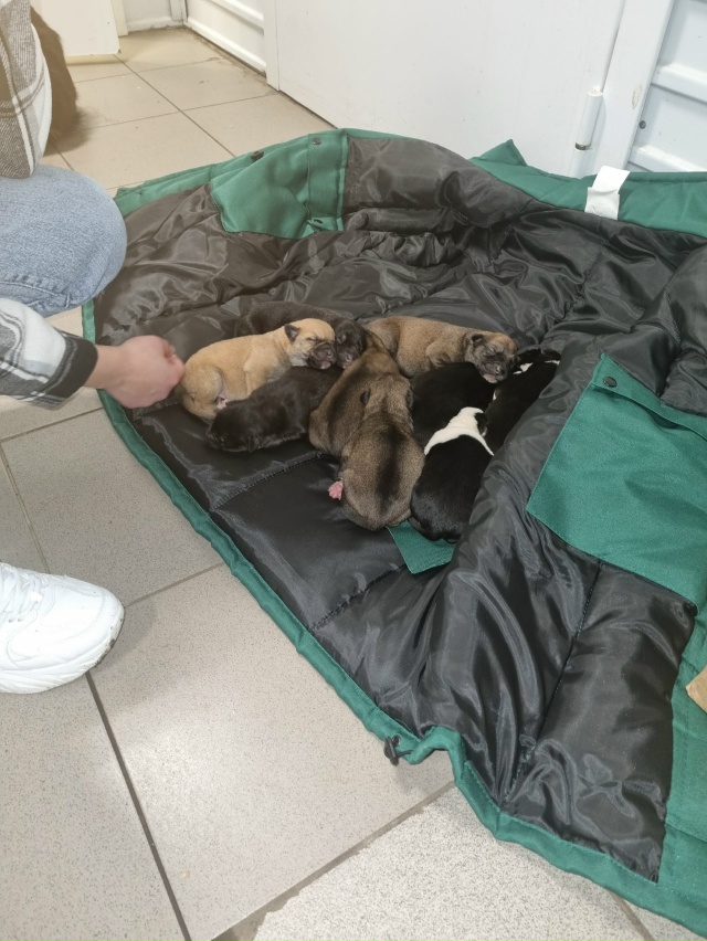 SOS!!!!
ПОМОГИТЕ!!!
Собака дворовая на Арбате , ощенила на у...