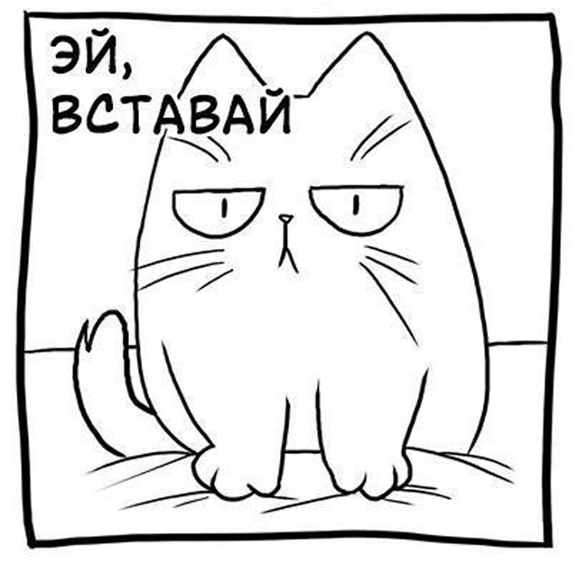 Вставай и покорми котика!
