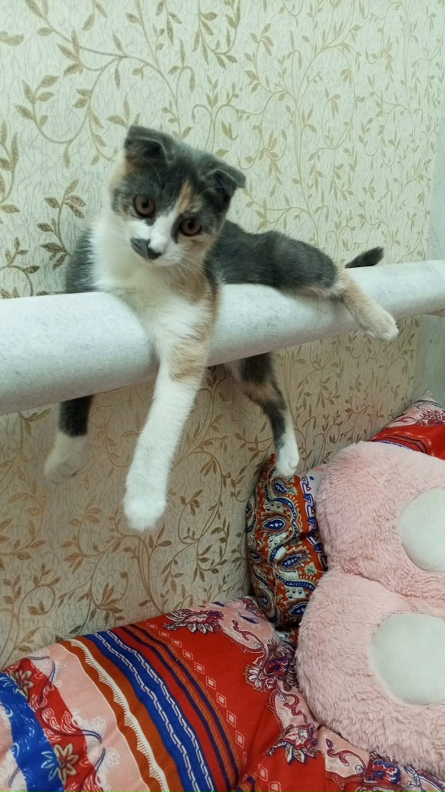Пропала вислоухая кошечка , любимица всей семьи, в райо...