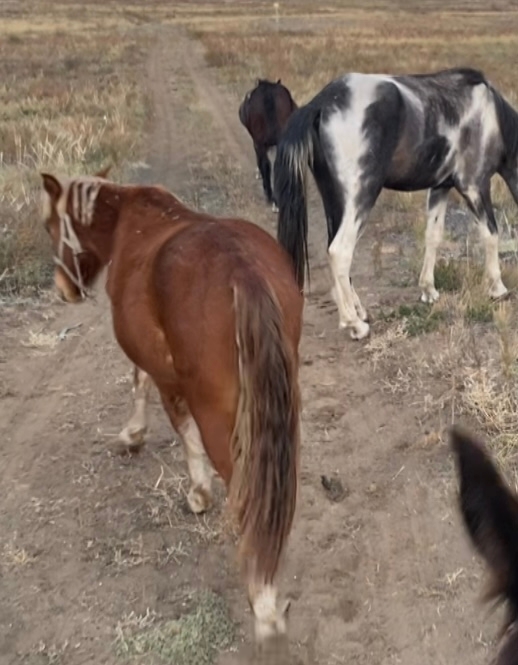 1 харлыг богба, корген билген улус долгаптарын дилеп ту...