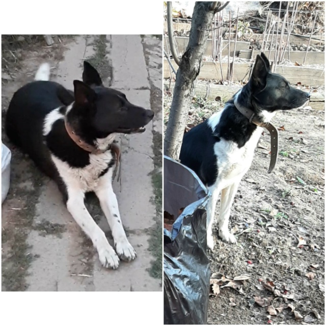 Ищем собаку. Район Дятлова Балка, ЦОФ, двадцатка. Пропа?...