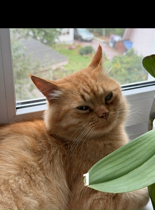 #ПотерялиНашлиПомогите
1 Город Луга, улица Ярославска...