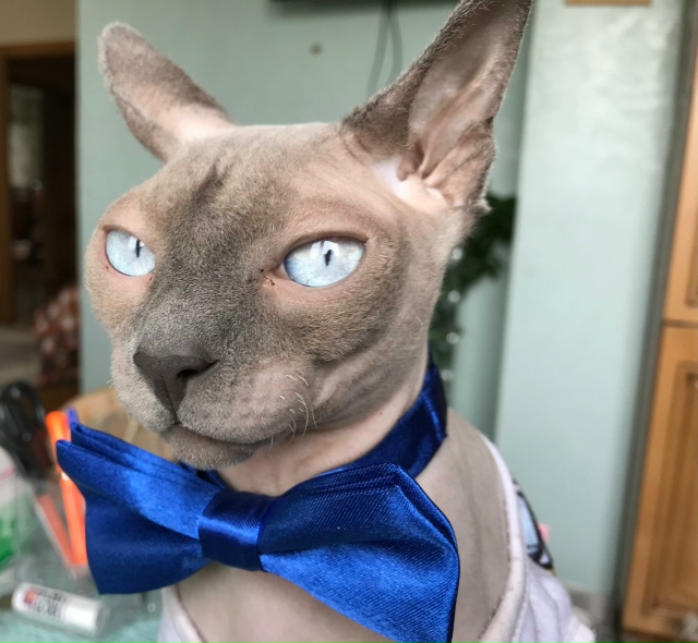 Сегодня Бесику 7 лет 😸🐾🐈🎊🎂. Добрая , умная , харизм?...