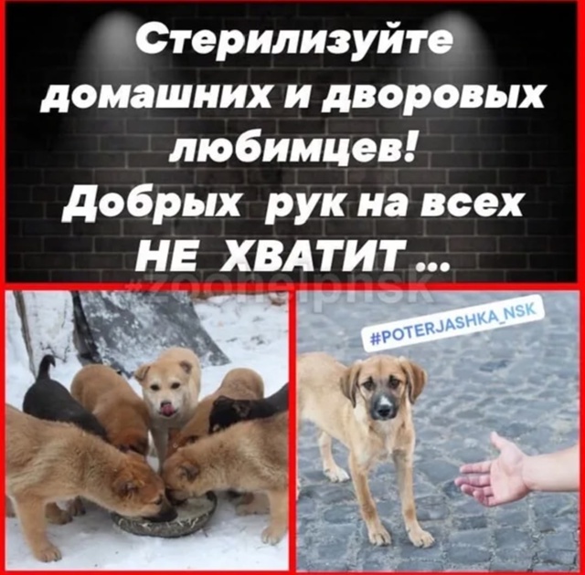 ‼️📣 16 и 17 августа состоится льготная СТЕРИЛИЗАЦИЯ ЖИ...
