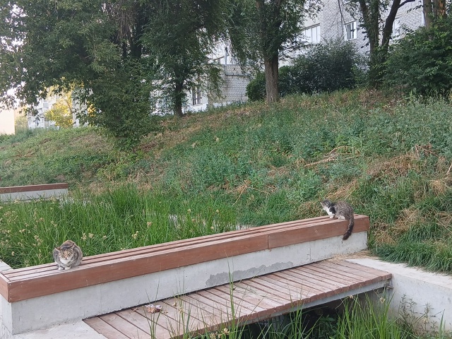 Каждый котэ на своём посту😀🐈‍⬛🐈