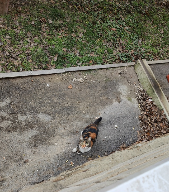 Видно домашняя потерялась 3 м-р д 13