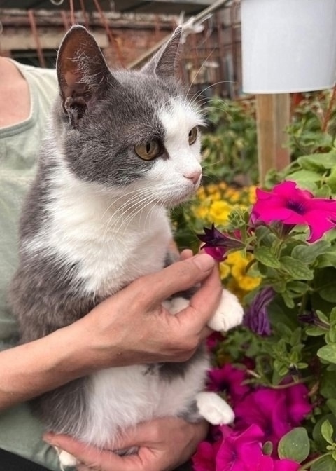 Это не просто кошка - это живая энергия с достоинствами...