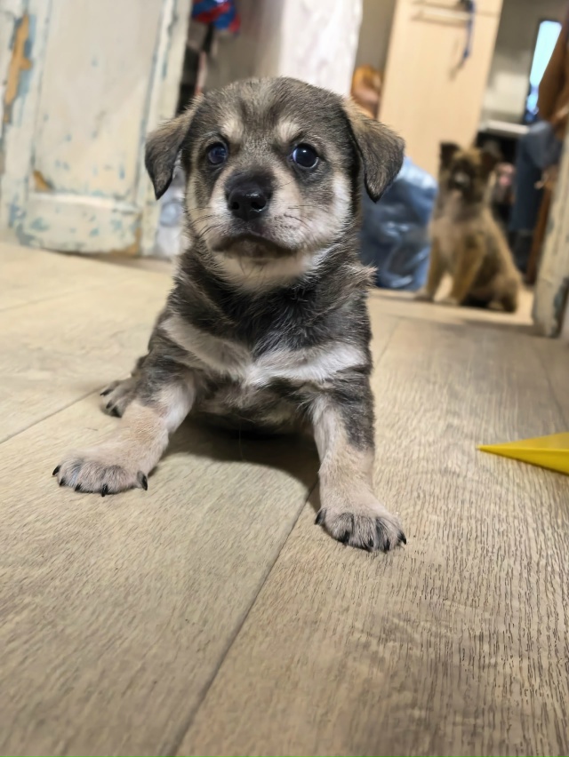 Очаровательная трогательная малышка ищет дом.
Щенок, ?...