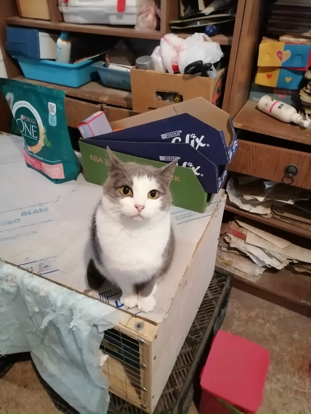 Это не просто кошка - это живая энергия с достоинствами...