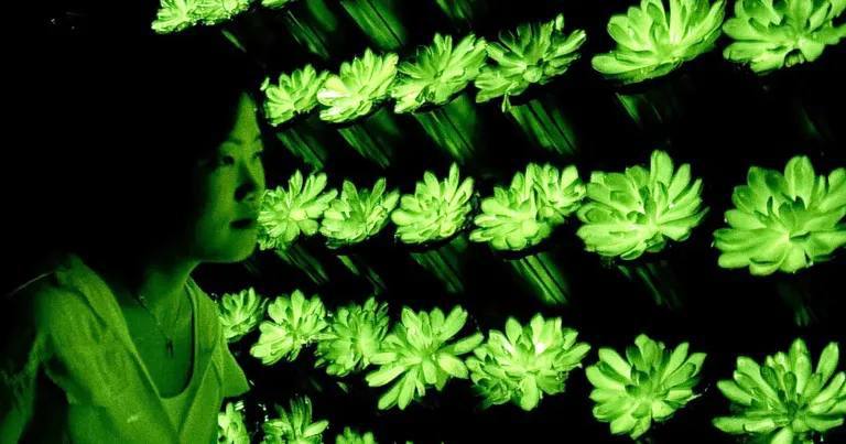 🌿 Фантастика: китайские ученые смогли вырастить светящиеся растения — прямо как в «Аватаре».
Суть в