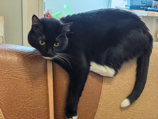 Потерялся кот,может кто увидит
Пишите в лс