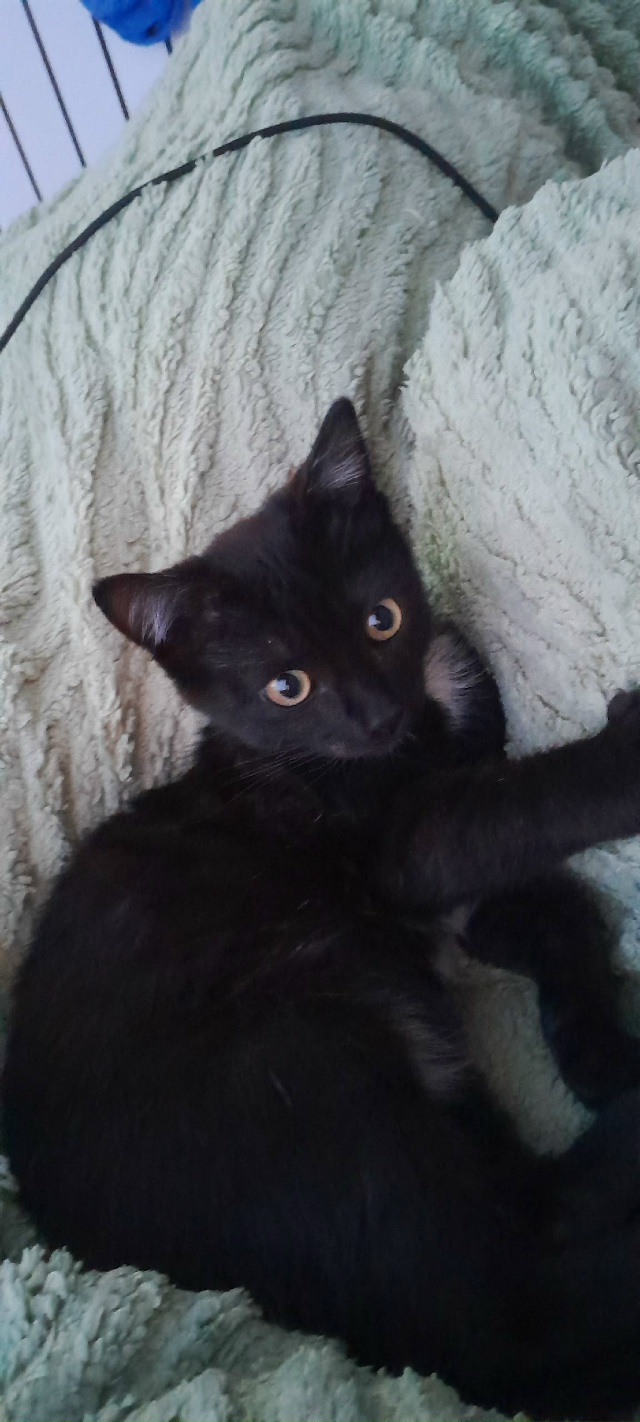 Потерялся кот,если кто видел позваните
89087445248