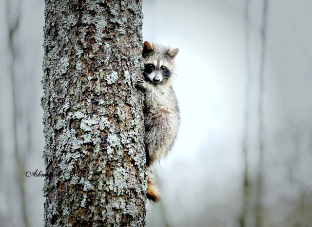 Новость из подмосковного Сафари‑парка: сегодня тут ст...