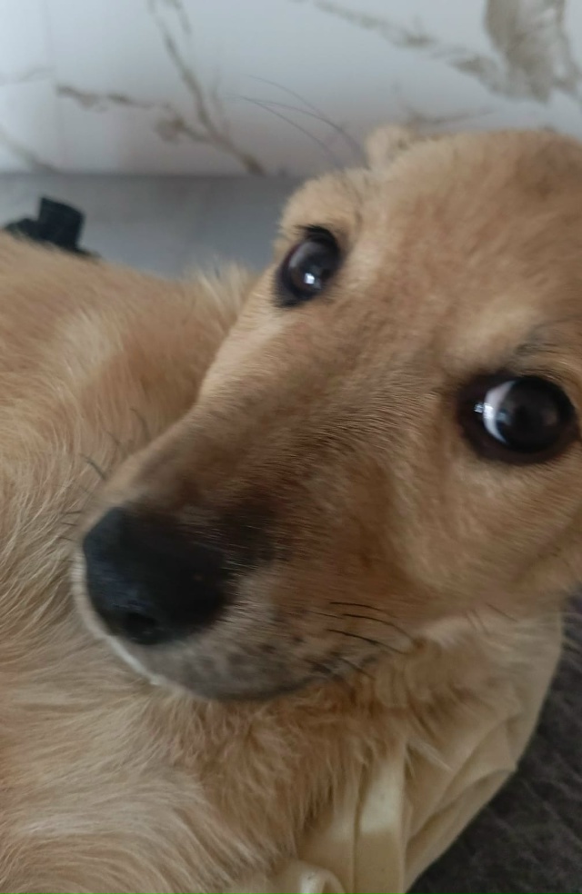 Прекрасный щенок Лея очень ждëт ответственных хозяев....