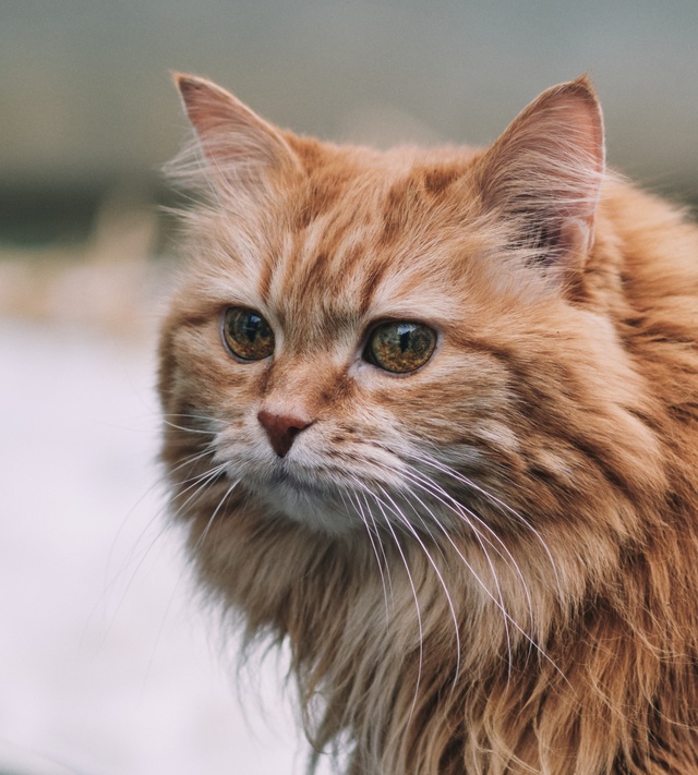 Коти Вологды !)