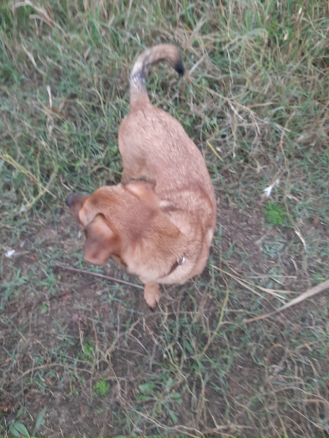 Чей потеряшка? Мальчик, найден на ул 60 Лет ВЛКСМ. Ошейни...