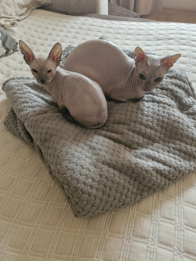 Хлоя,и её дочь Юки
И все наше кошачье семейство😄
Обе л?...