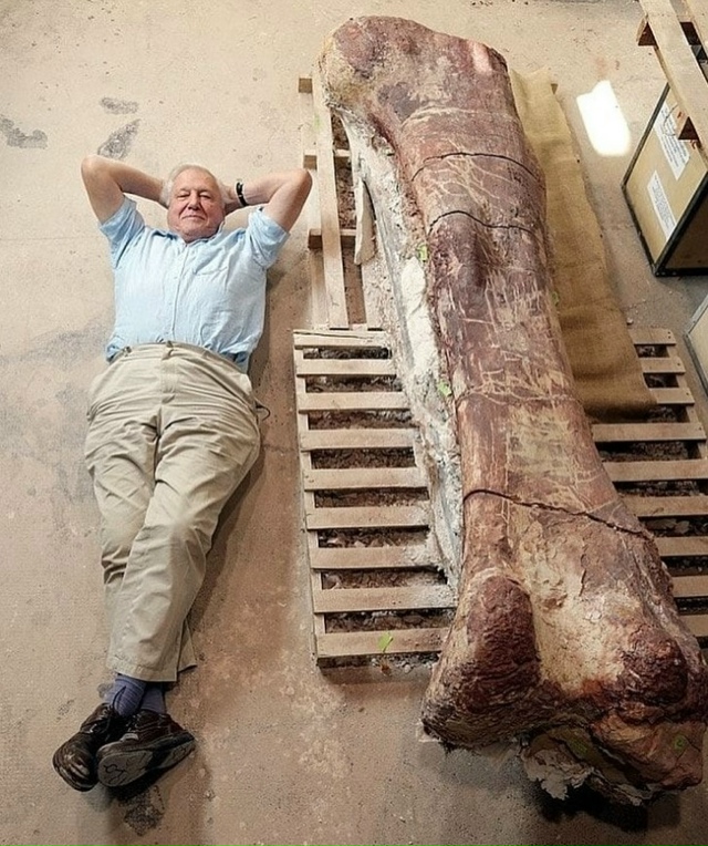 Сэр Дэвид Аттенборо лежит рядом с массивной бедренной ...