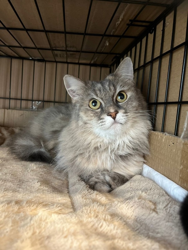 SOS 🆘 SOS 🆘 SOS 🆘 SOS 🆘 SOS 🆘 SOS
ДАШЕНЬКА 🐈
Кошку снова на...
