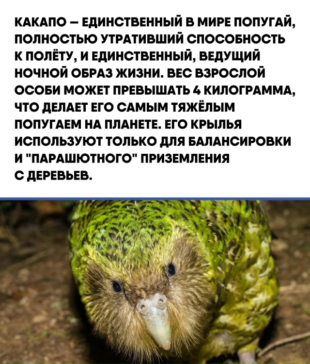 В мире животных редкие особенности могут стать не толь...