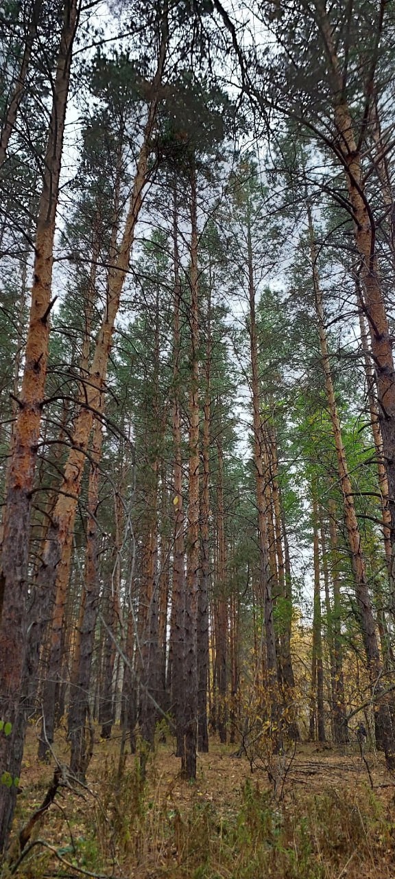 Лес возле Красной Самарки