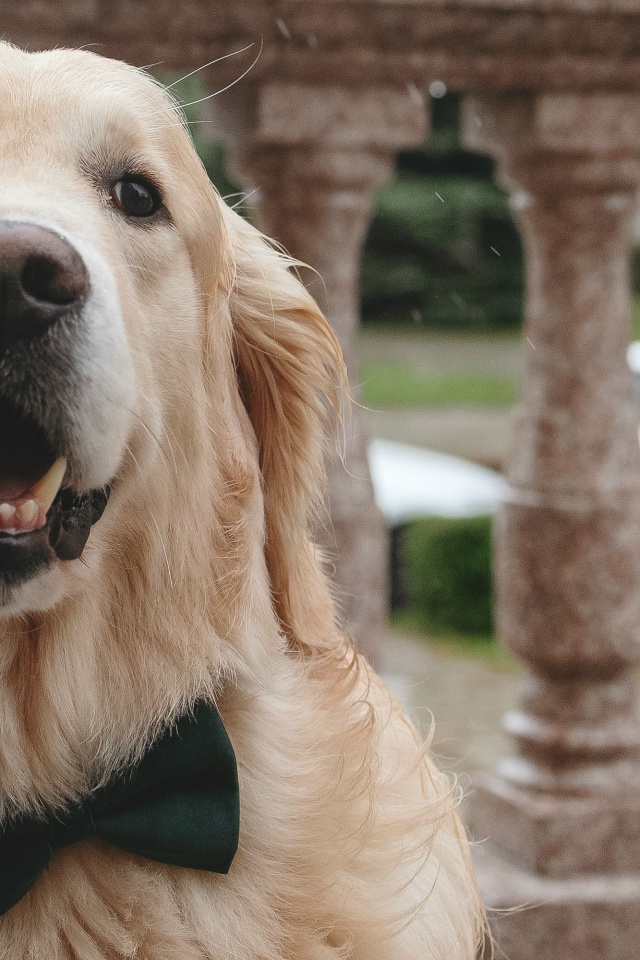 25.07.25
Мы и наш важный гость на свадьбе золотистый ретри?...