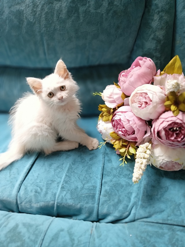 Милый трогательный кошачий ребенок девочка Зефирка😍 ...